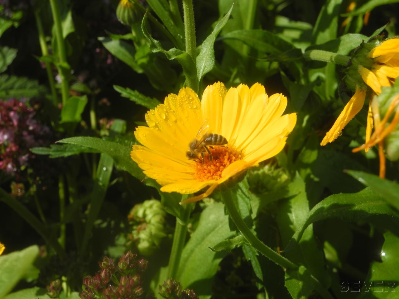 ŽIVÁČKOVÉ V ZAHRADĚ